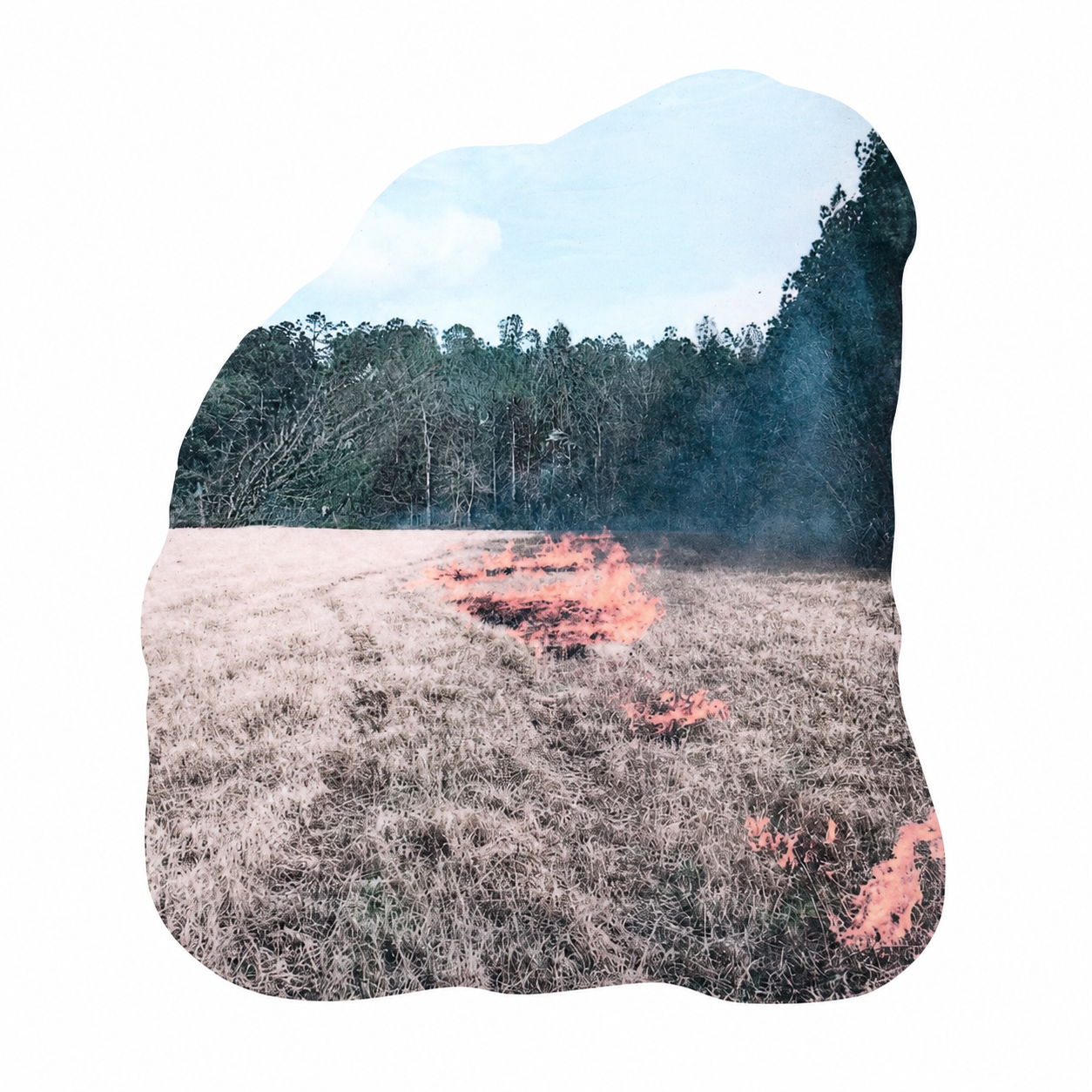 Barnes.Prescribed.Burn.2026.PNG