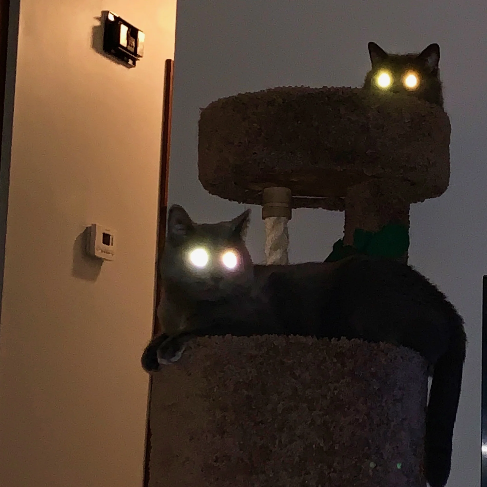 these are my cats—they are not rude like this reader’s cats.