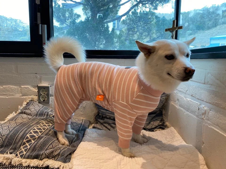 Zoe is waiting for her forever pet parents in California!