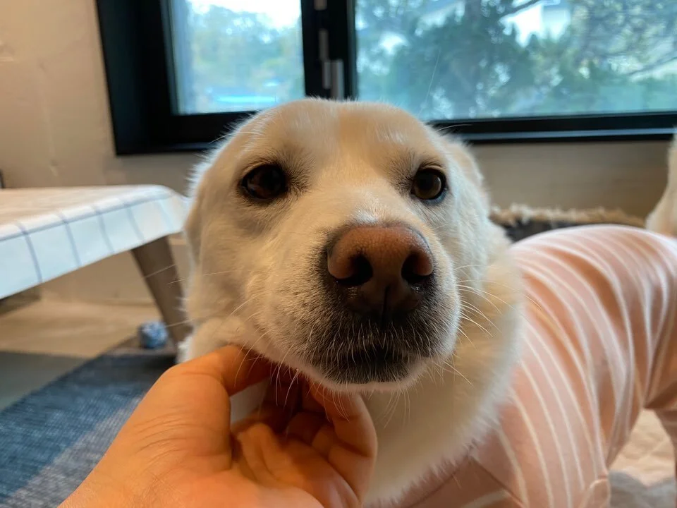 Zoe is looking for forever pet parent(s) in Los Angeles area. Please be sure to check out her adoption profile.