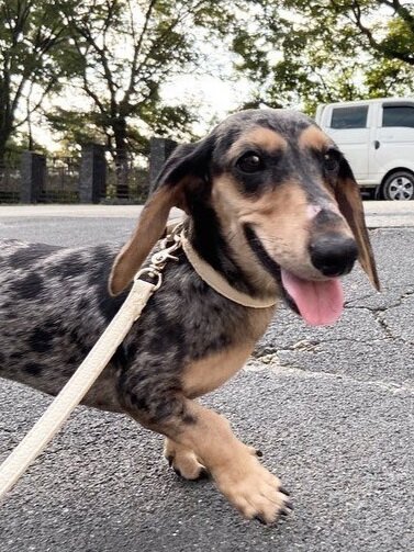 Chess (Dachshund) arrived this morning via Korean Air Cargo.