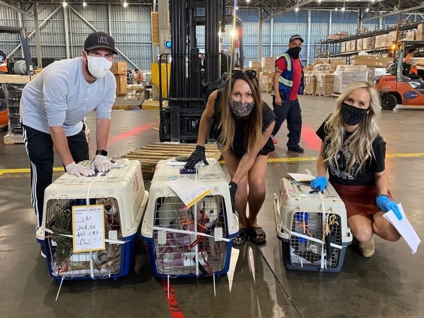 Kuma (Cocker Spaniel), Wynn (Japanese Spitz Mix), and Ben (Maltese) arrived safely this afternoon via Asiana Air Cargo.