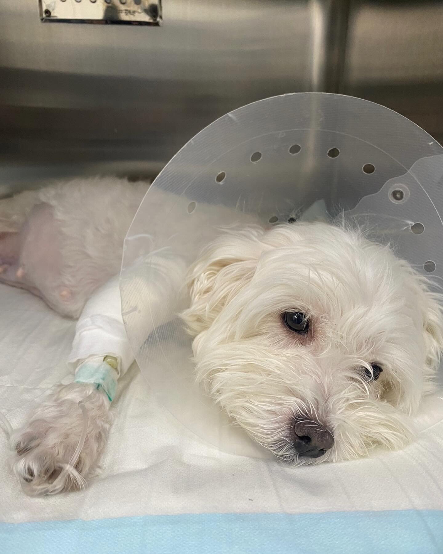 Following our recent update, we urgently rushed Amy @joeyandbailey_amy to the hospital, where she has been diagnosed with Pyometra, a severe and potentially fatal uterine infection characterized by the accumulation of pus and bacteria. Unfortunately,