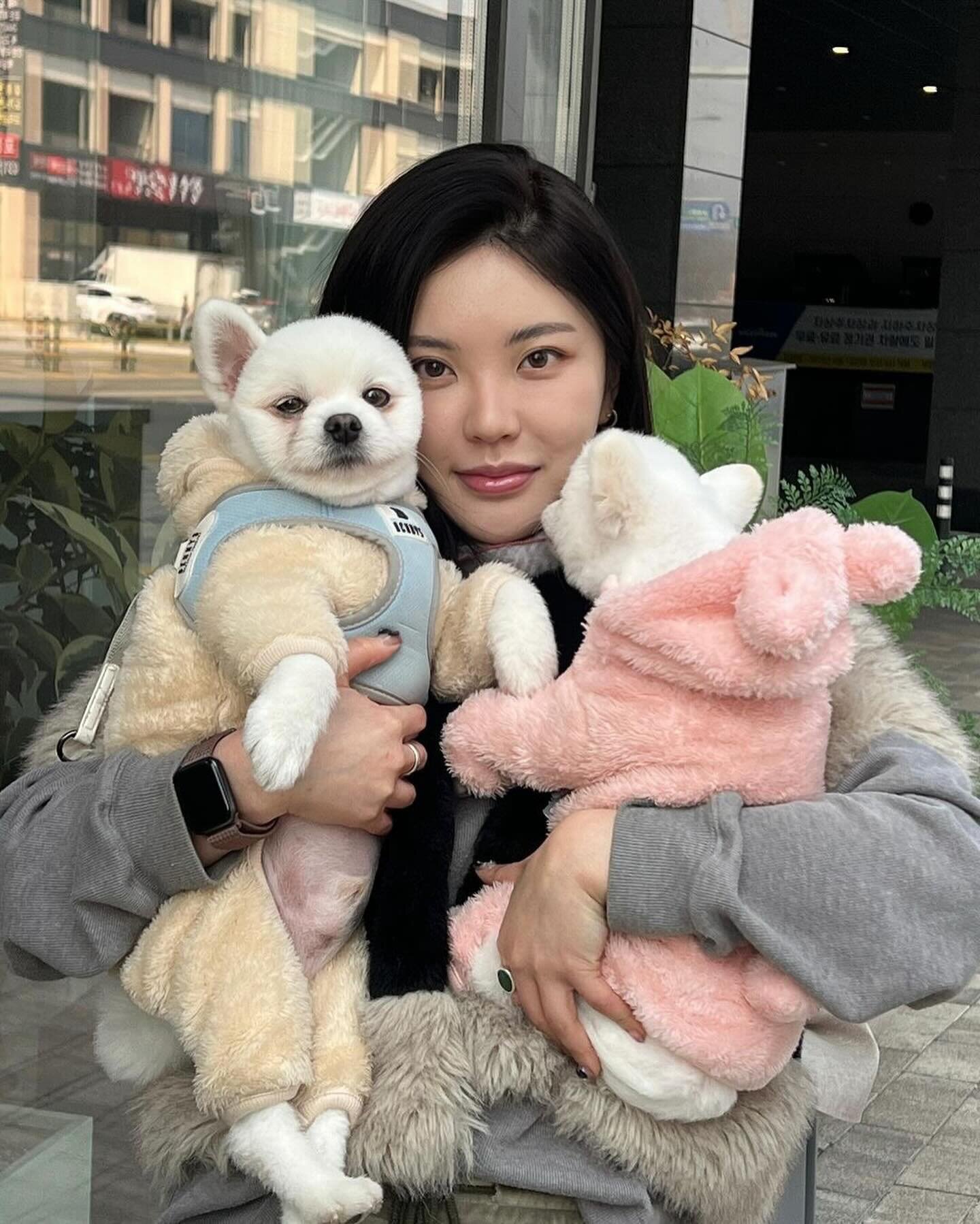 Mile and Miru arrived safely today in SF. We&rsquo;ll update you asap. Big thanks to our foster and her family @joeyandbailey_miel for spoiling our Pomeranian siblings. Can&rsquo;t wait to meet her here in LA next month.

@joeyandbailey_miel 입양 가기 전 