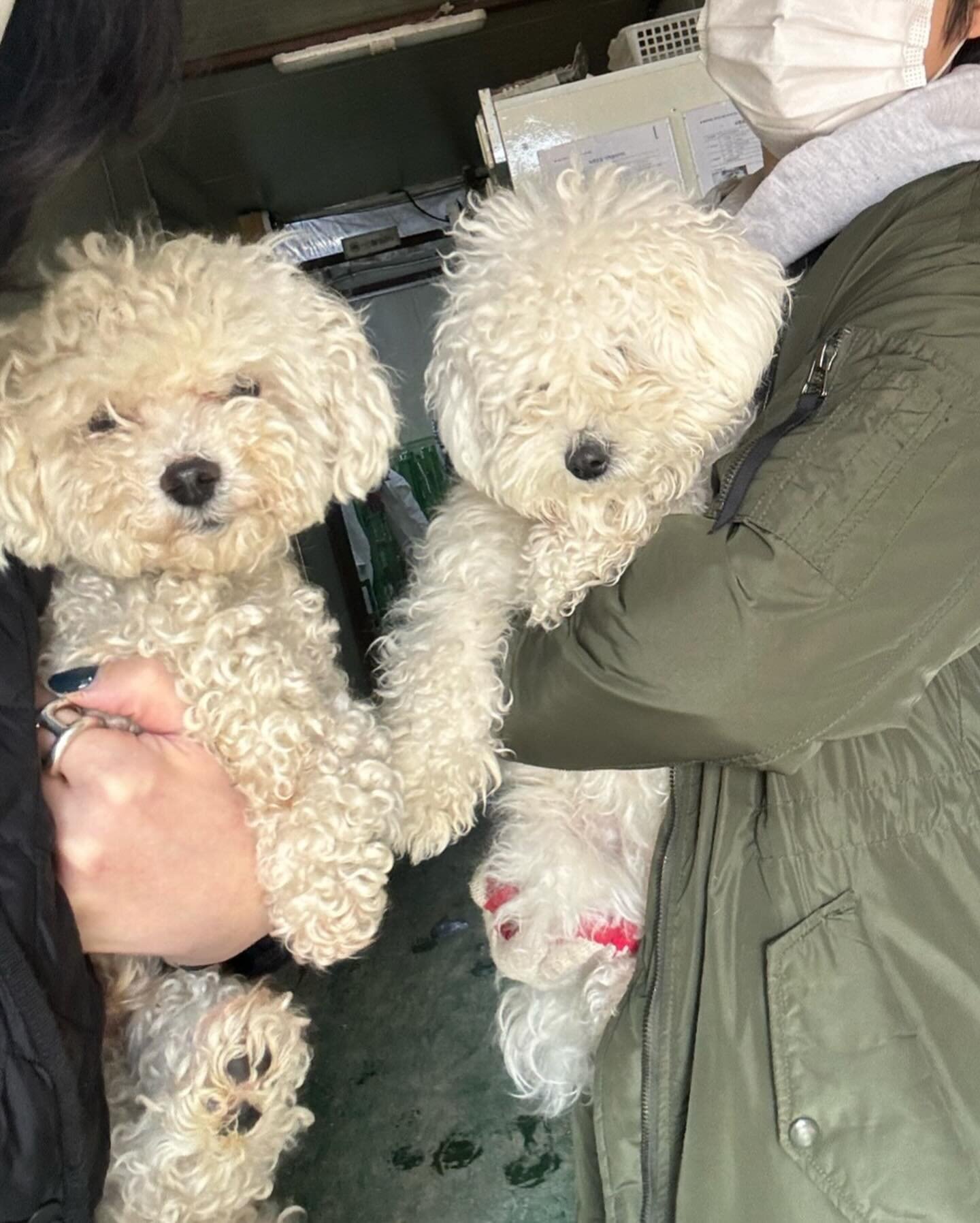 Greetings @joeyandbailey Fam! If you&lsquo;ve been following the journey of our devoted staff volunteer @merci_tess on Instagram, you&rsquo;re aware that we&lsquo;ve recently rescued two young Bichon Frises, a girl and a boy, who have known hardship 