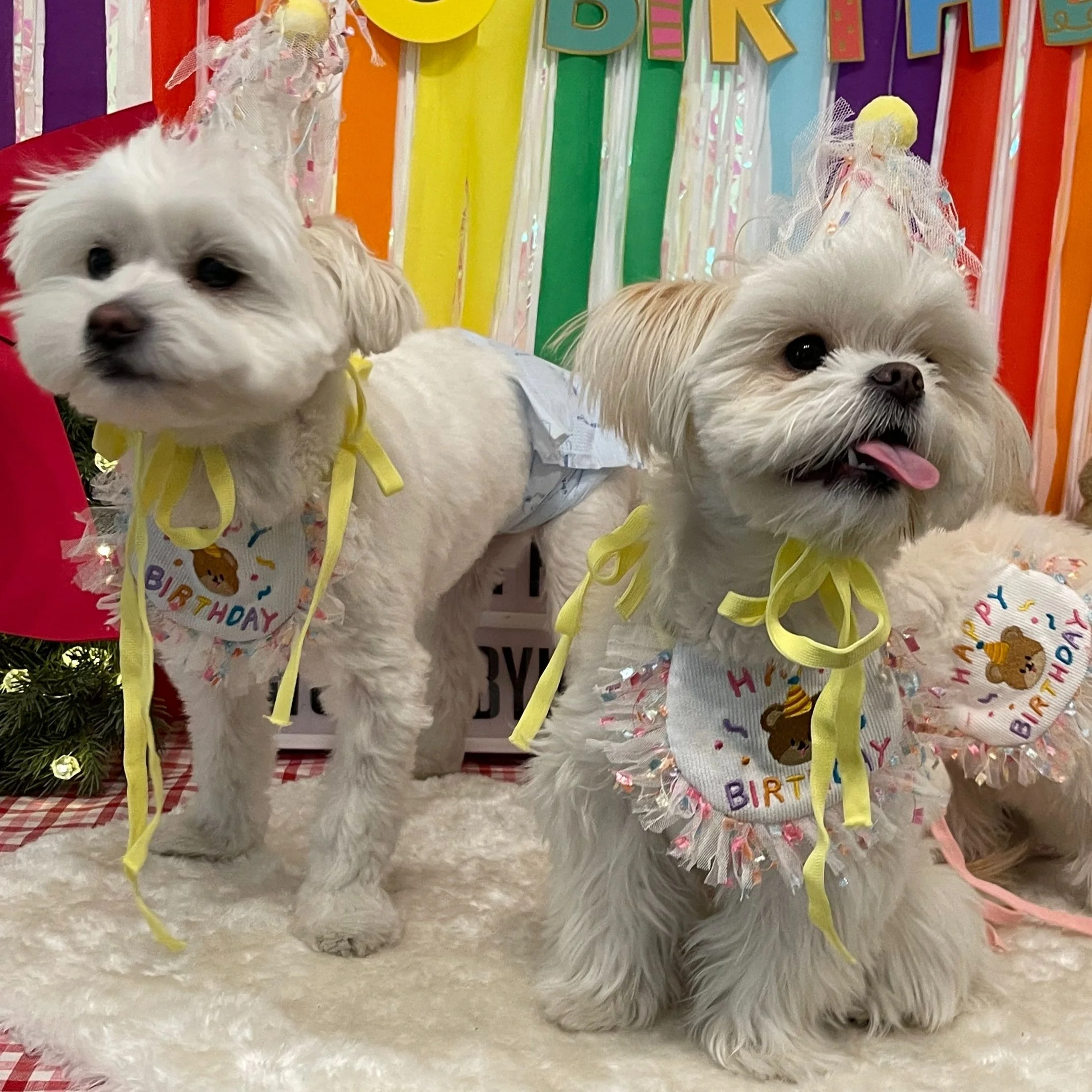 Two small dogs wearing birthday hats and bibs with a birthday backdrop.