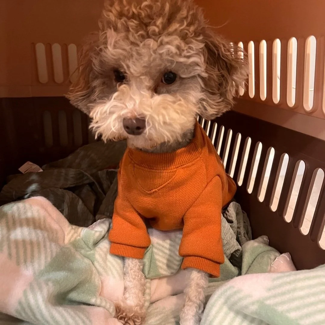 A curly-haired dog wearing an orange sweater sitting inside a pet crate on a blanket.