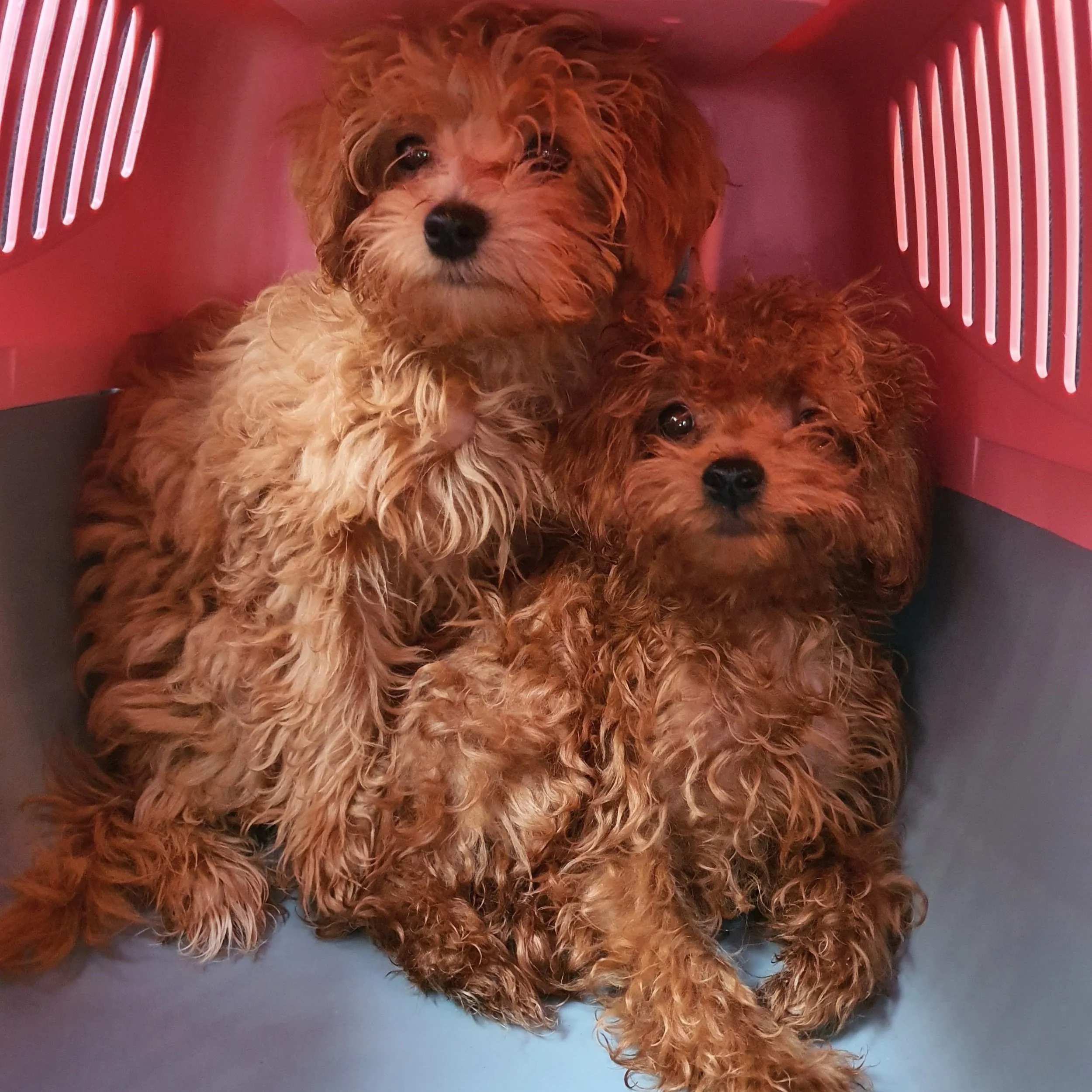 Two small, curly-haired puppies sitting inside a pink pet carrier.