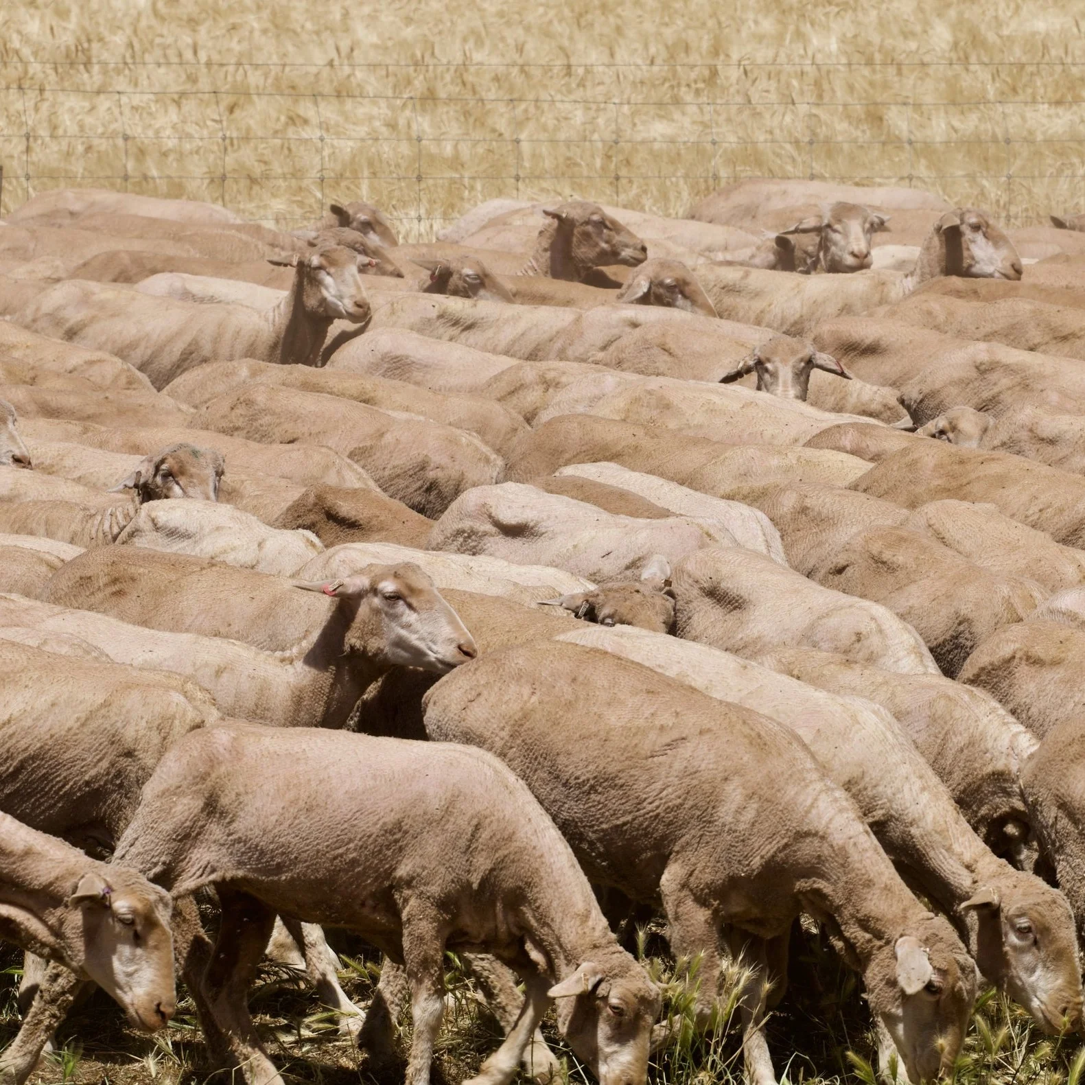 high lambing rates fertile merinos