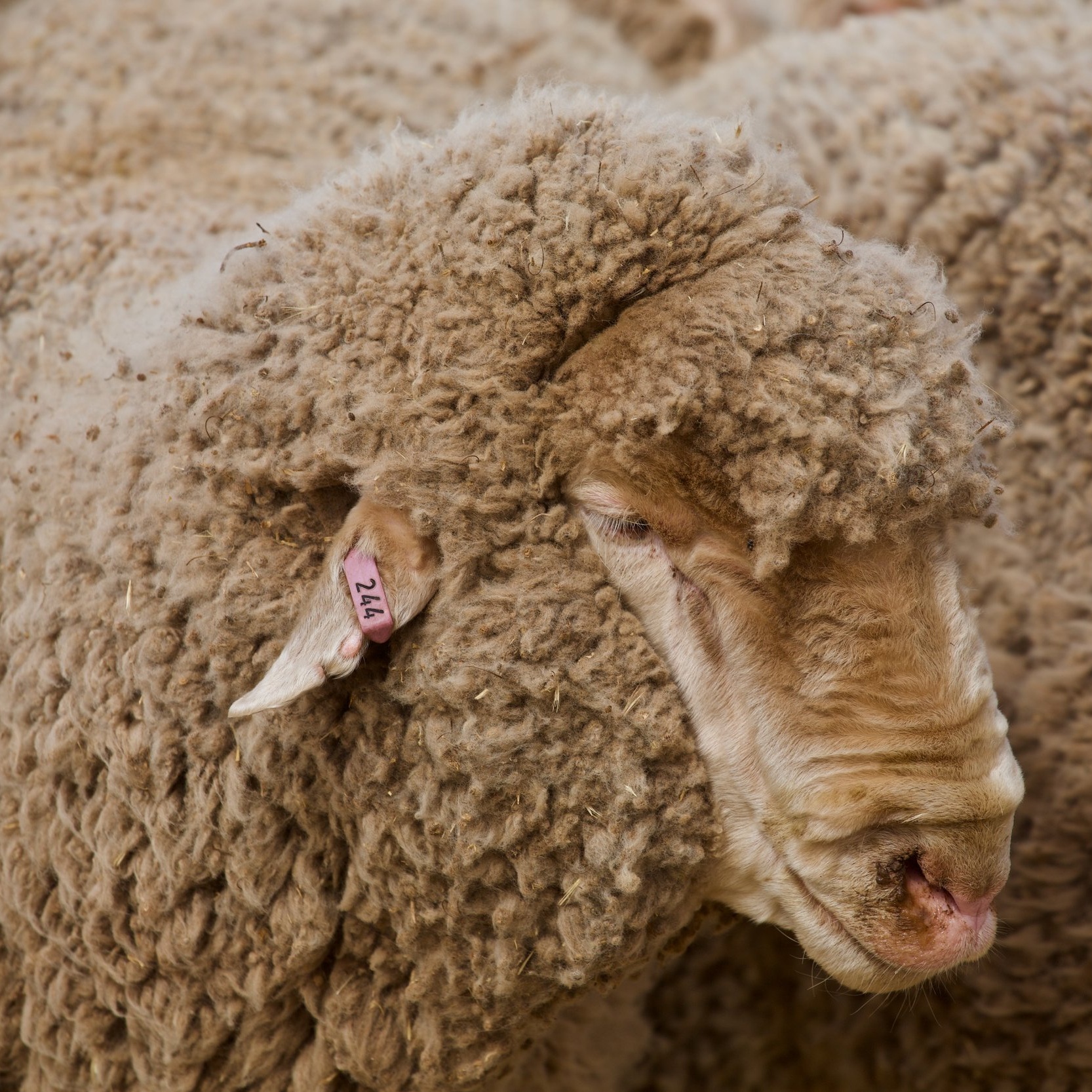merino ram