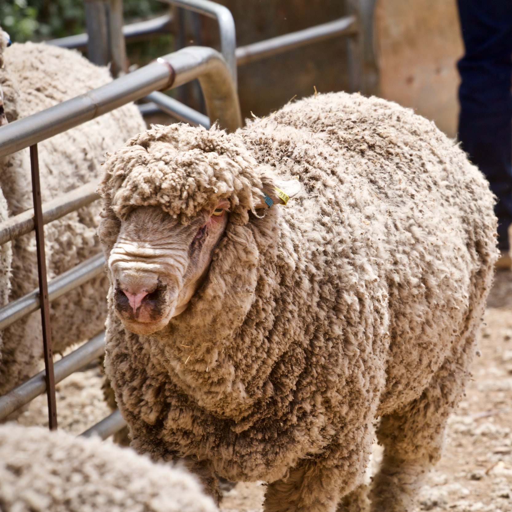 SRS Merino Ram