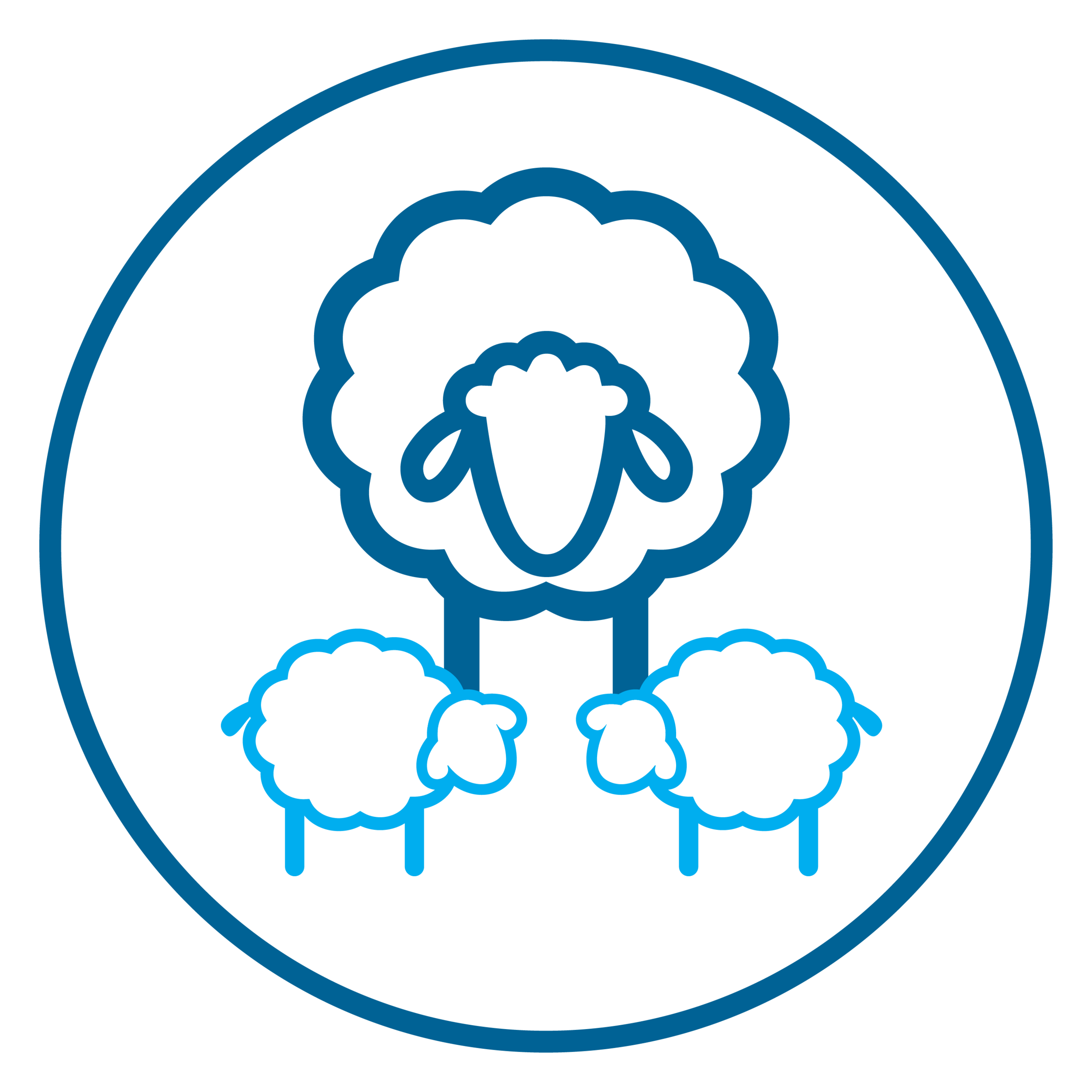 Fertile Merino Ewes
