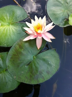 A Time of Giving Thanks,  A Time of Hope for Things to Come