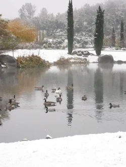 In Honor of Stillness