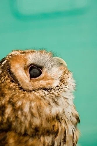 Living a Life of Truth