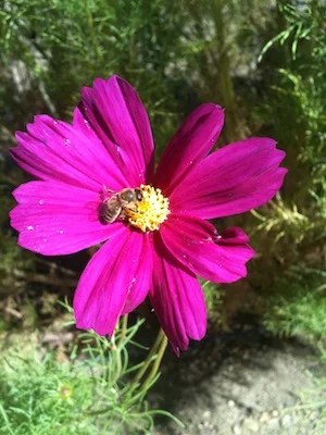 “Let it Grow, let it grow, let it grow”….