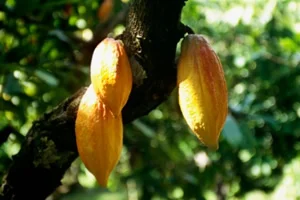 Chocolate Gets a Thumbs Up!