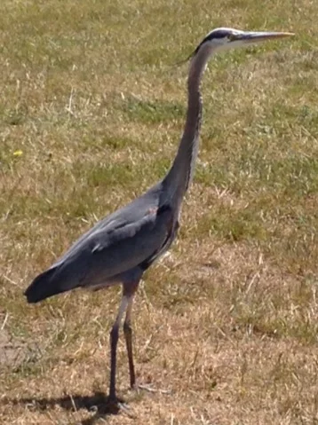 Who are you without cancer?