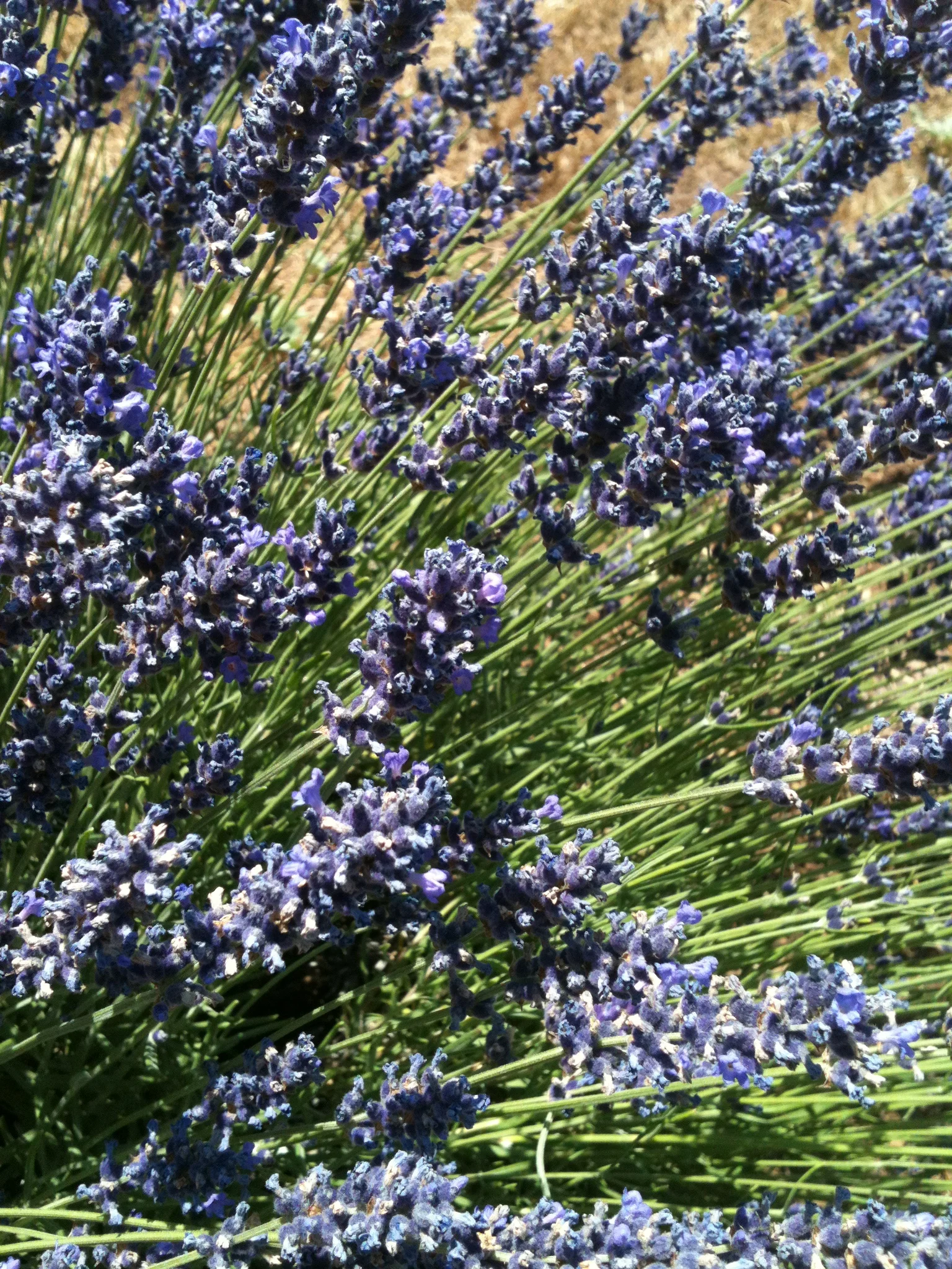 Local blueberries and lavender are in season!
