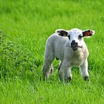 Deconstructing Meat Labels