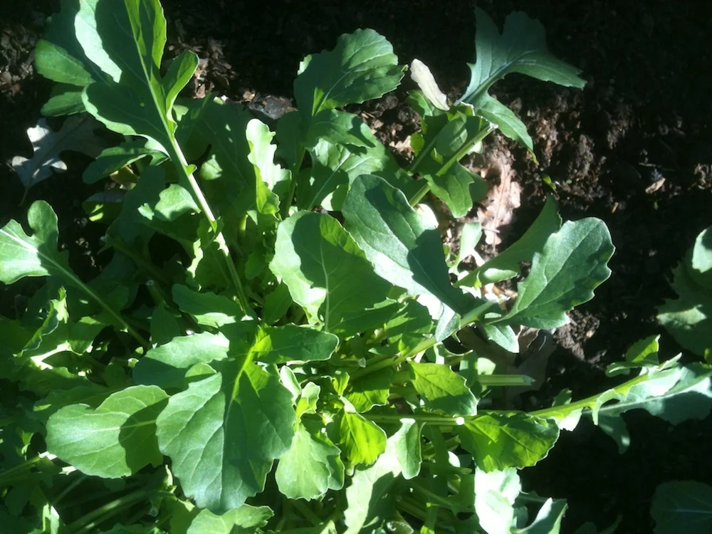 Healthy Foods in Season: Cool Season Crops 