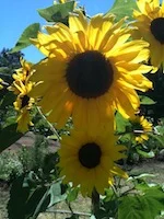 Summer Seasonal Produce