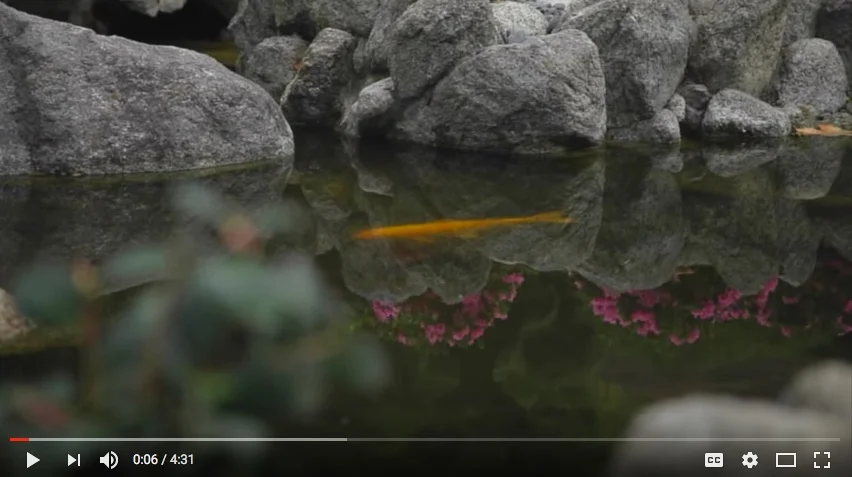 Lessons from the Garden