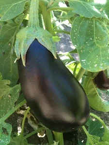 Organic Food in the News