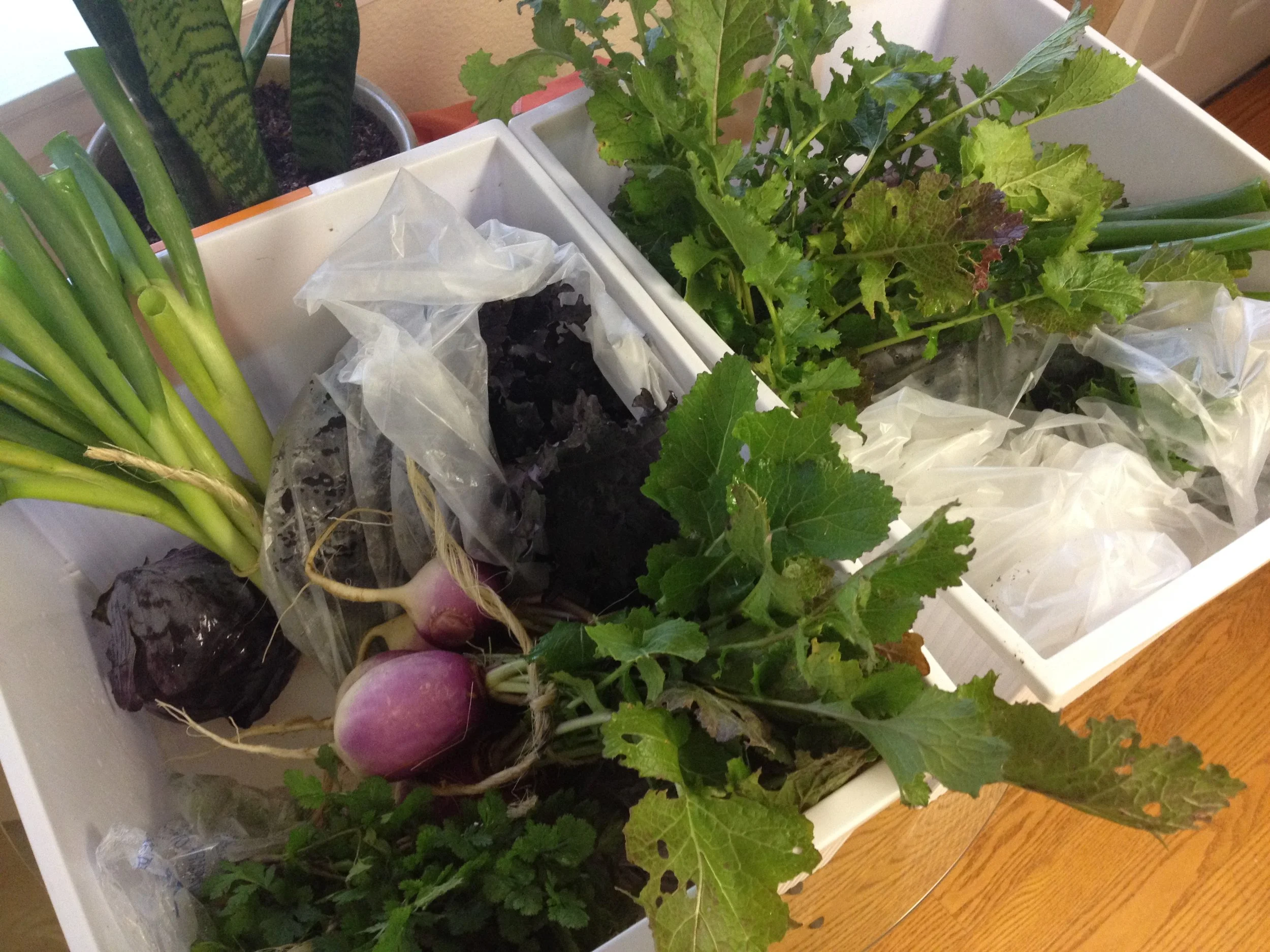 CSA Box Scholarships