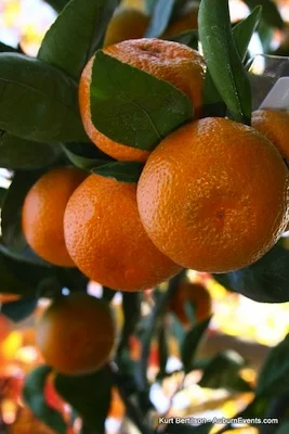 Mountain Mandarin Harvest Season!