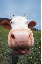cow-face1.jpg