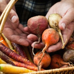 beets.jpg