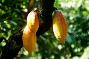 cacaoPods.jpg