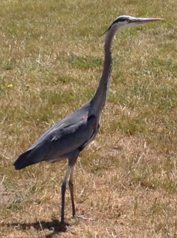 heron.jpg