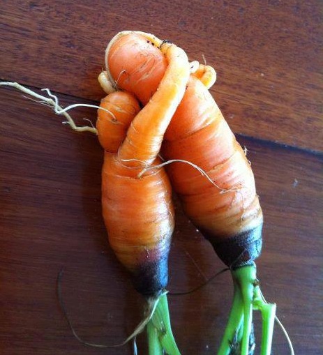 carrotlove-crop.jpeg