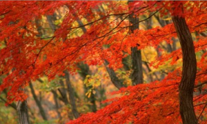 featured-2.png