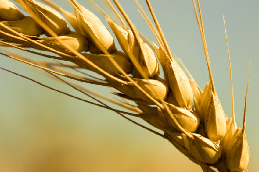 wheat-closeup.jpg