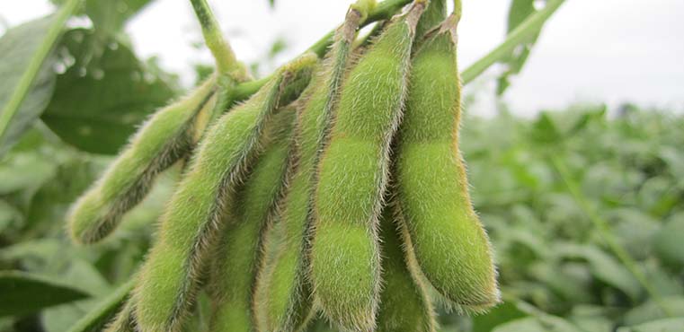 soybeans.jpg
