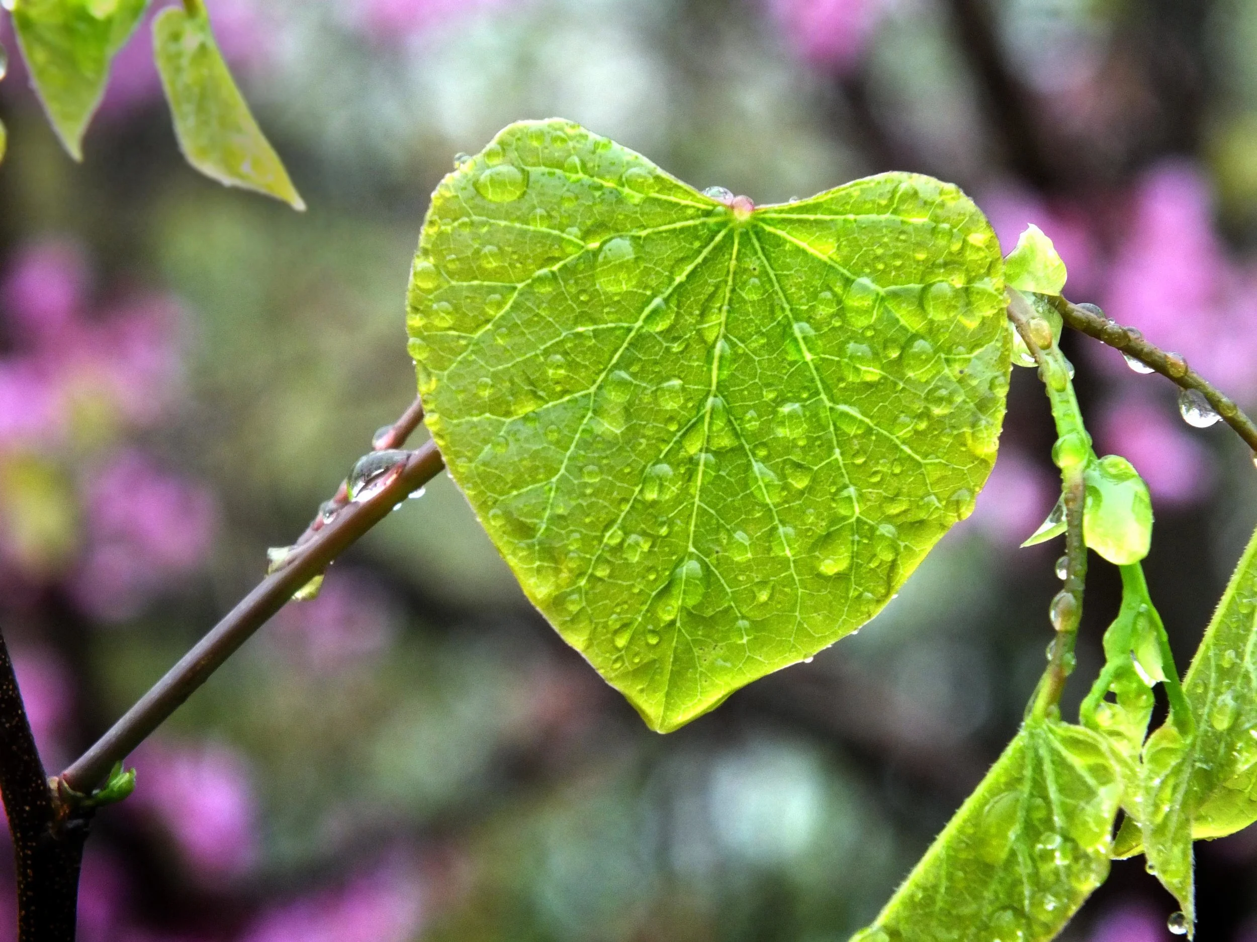heart-leaf-rain.jpg