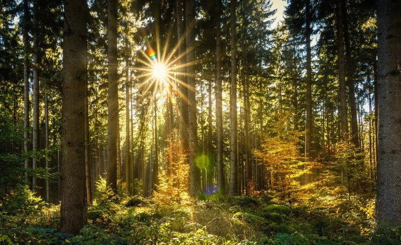 Tree Meditation Series with Susan Whitaker