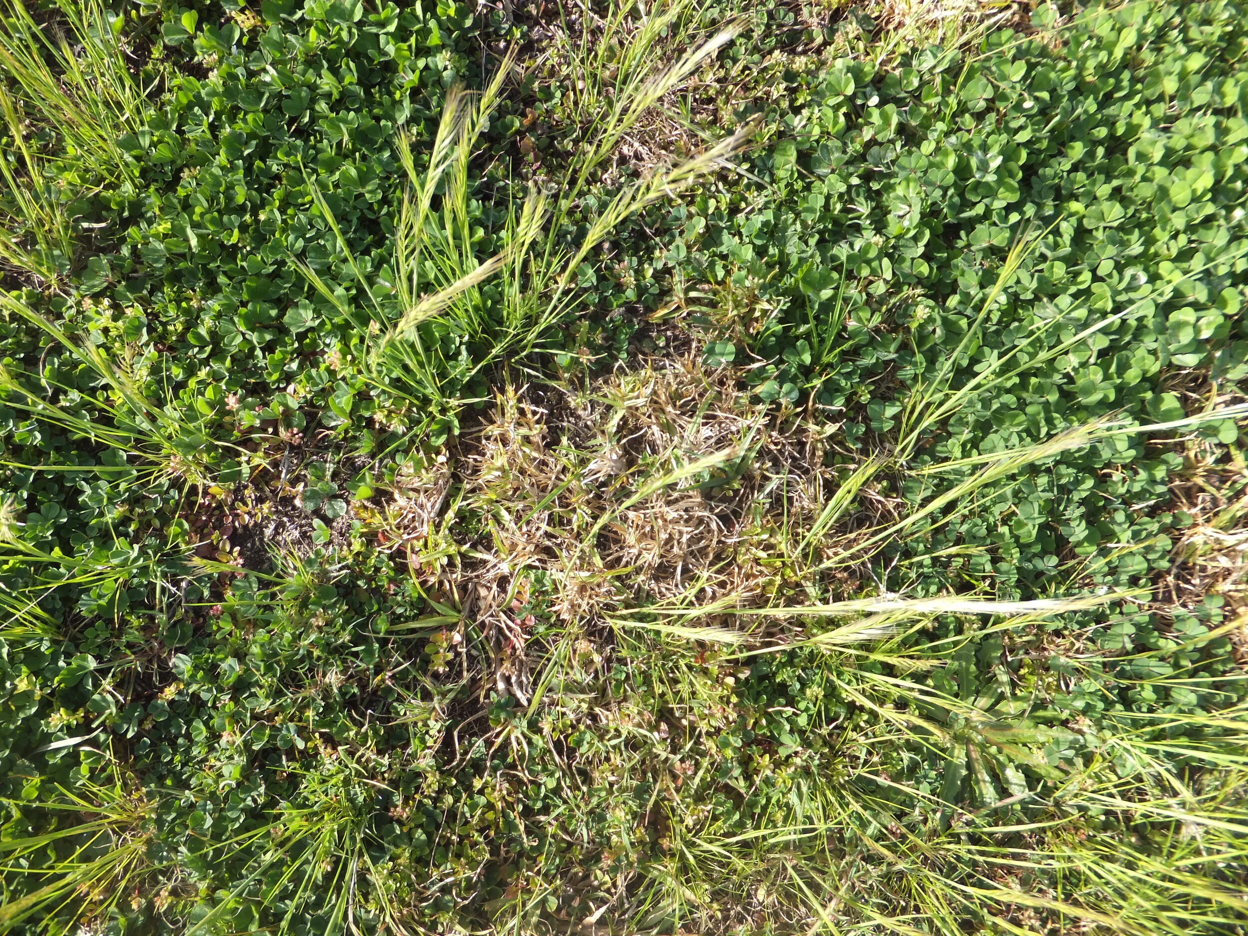 Improving feed value of perennial grasses 