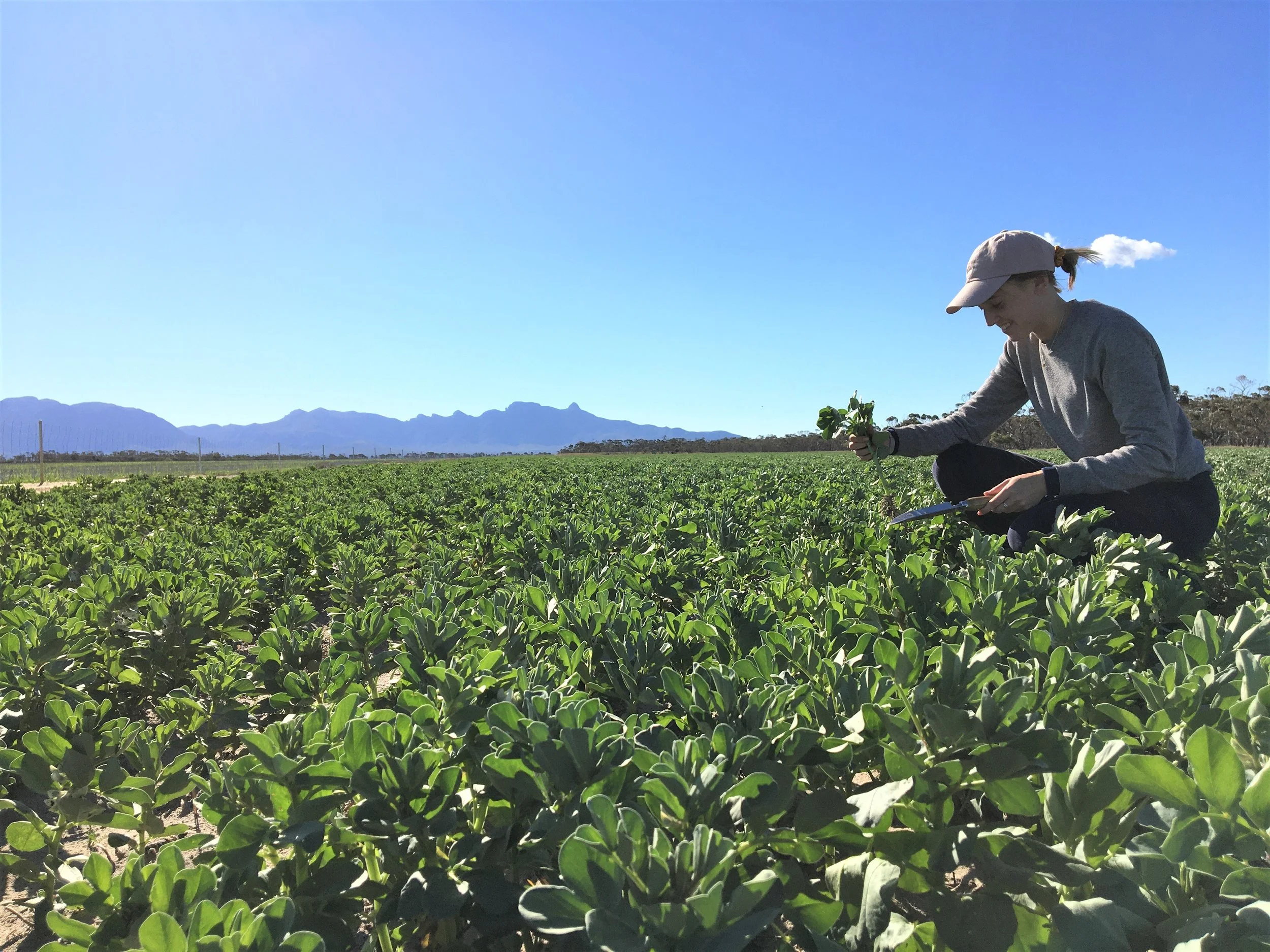 Growing faba beans on the South Coast