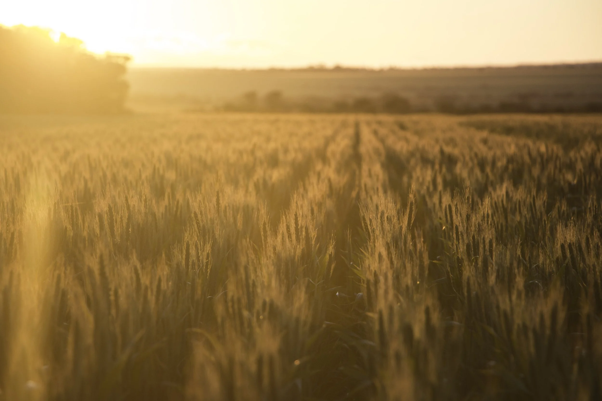 Deep ripping the right soil can pay off this season, despite fuel prices