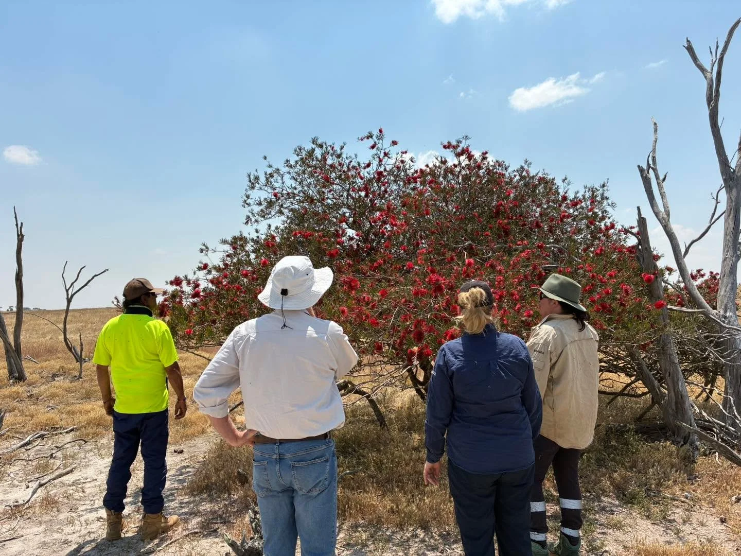 Seed Collection in Action 🌱

As part of our State NRM project &ldquo;Beyond the Salt Struggle - Cultivating Change with a Catchment Approach&rdquo;, we&rsquo;ve spent the past few months working with the Nowanup Rangers to collect and clean seed for