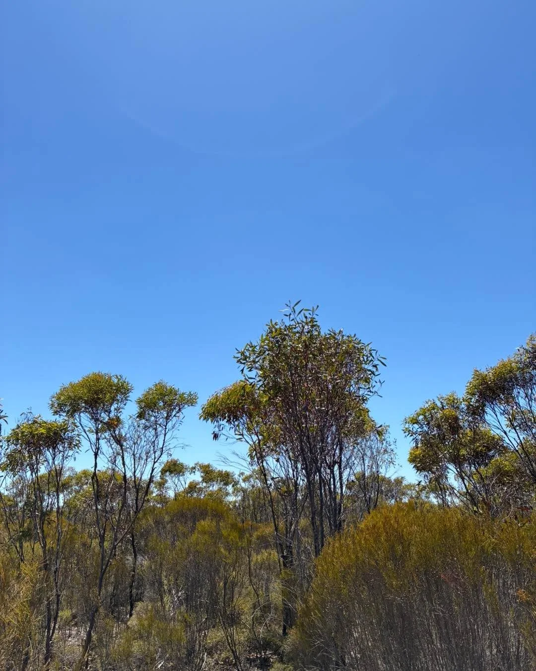 A few spots are still available for this Friday if you&rsquo;re keen to get out on your block and have a wonder.

🌱 One-on-one native vegetation visits with local landscape ecologist Nathan McQuoid 
🌱 Chat about what&rsquo;s already growing and wha