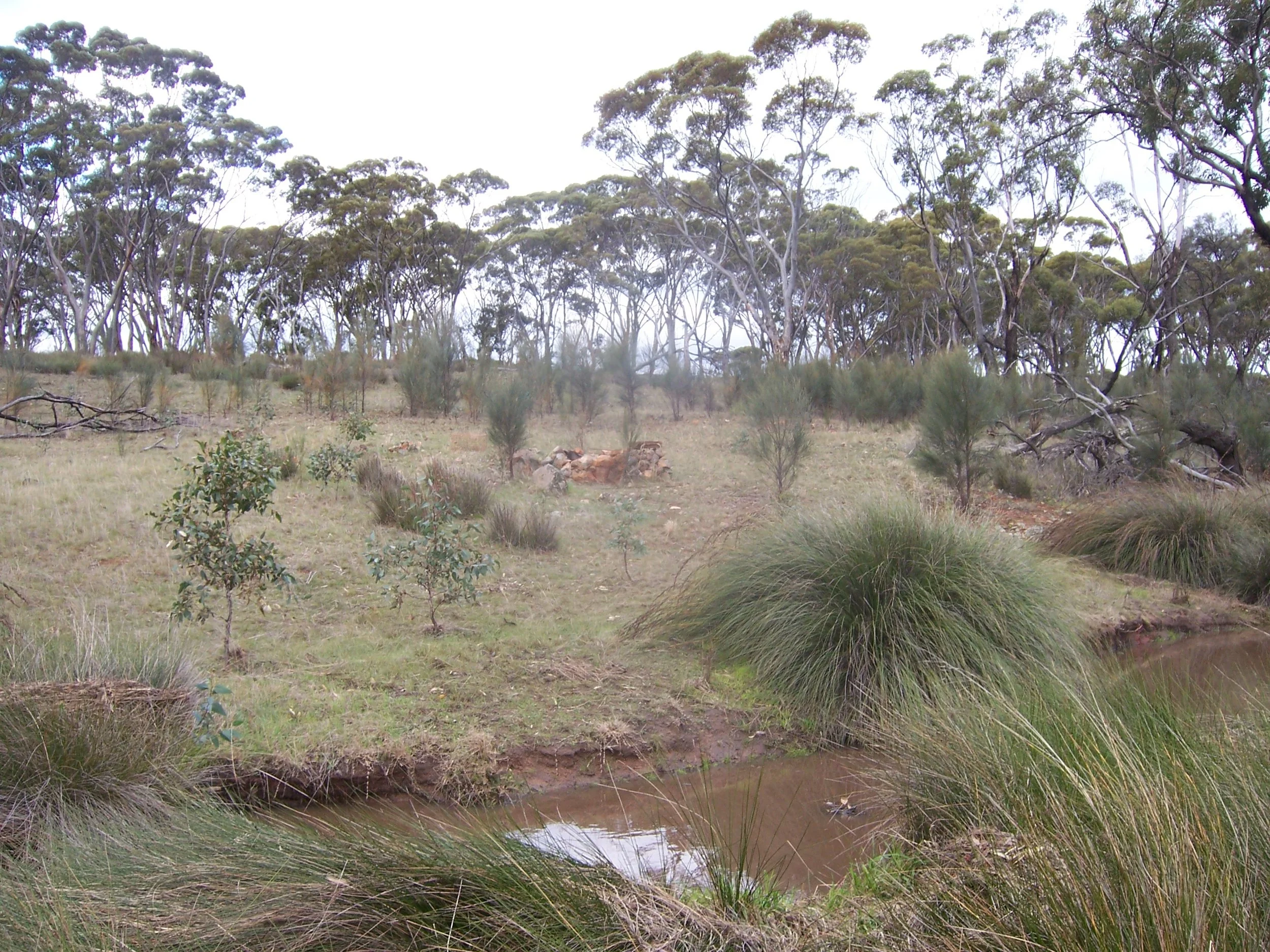 belli allocasuarina and euc occidentalis regen 150.jpg
