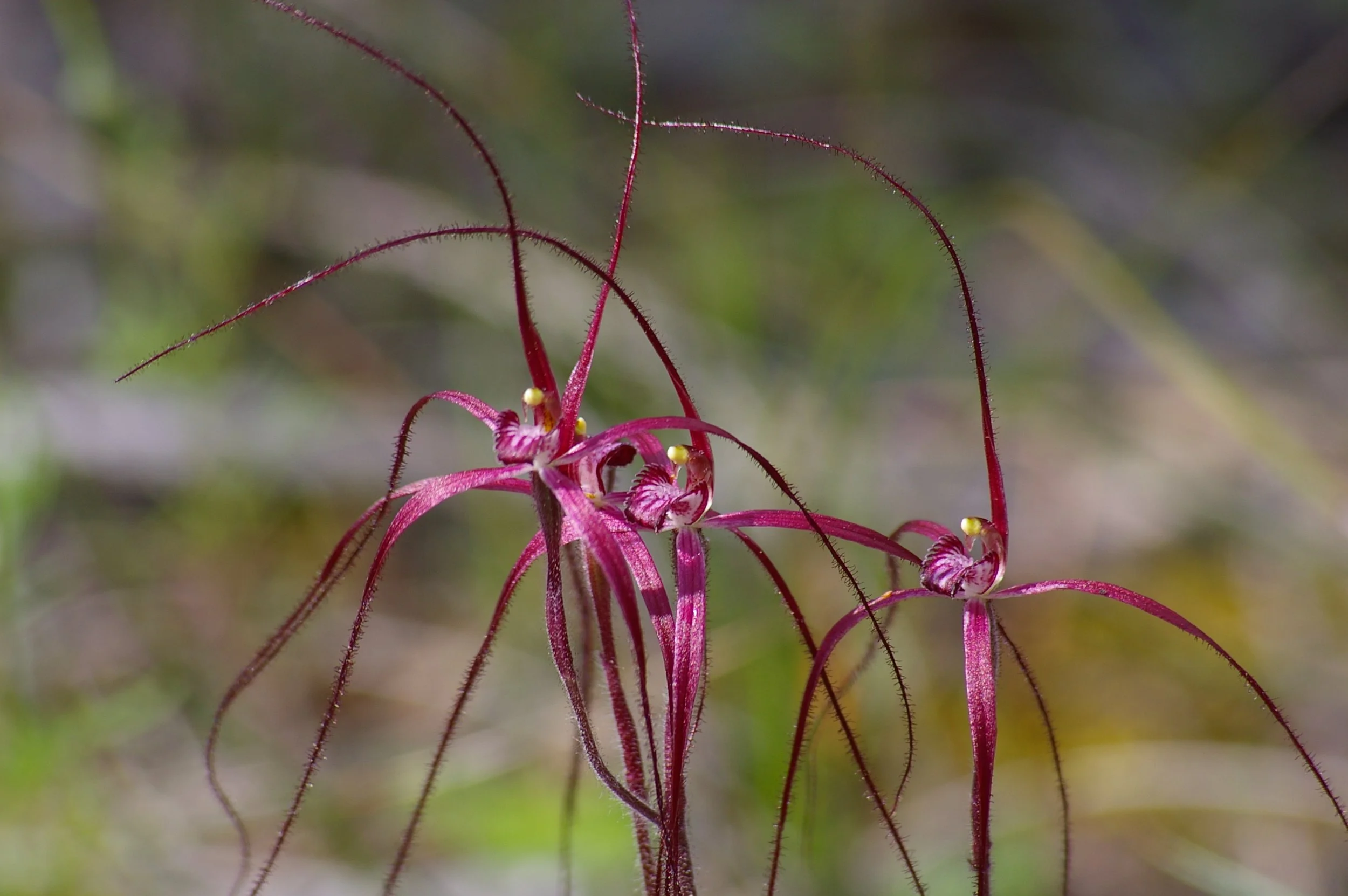 slender orchids.jpg