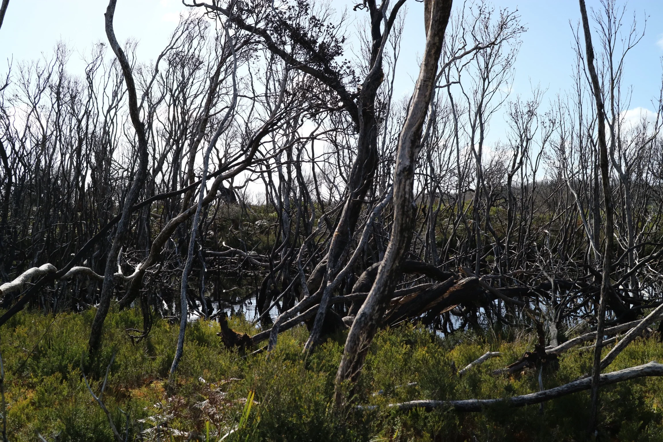 Expressions of interest to attend the IRF World Ranger Congress