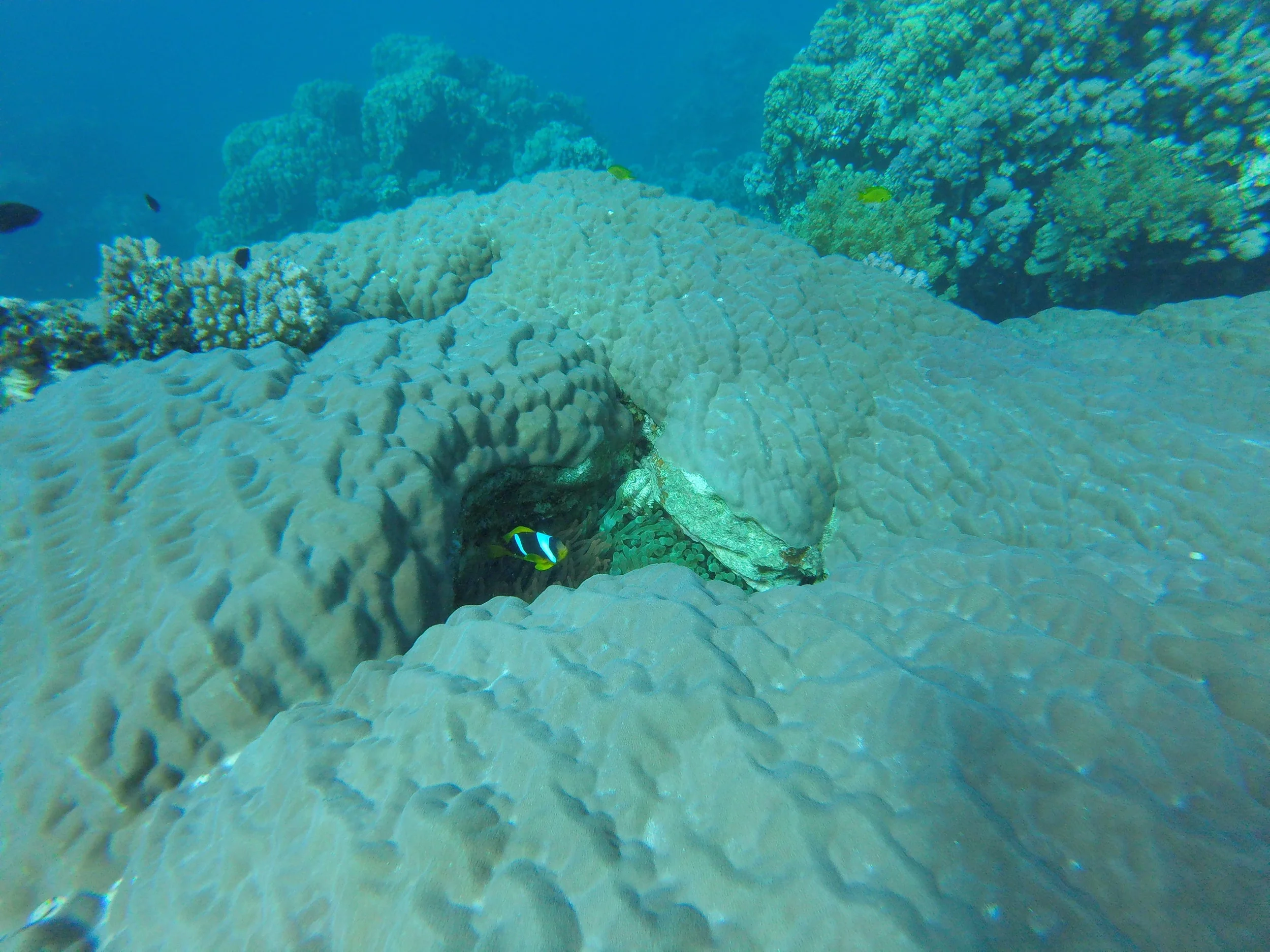 Visiting Nemo