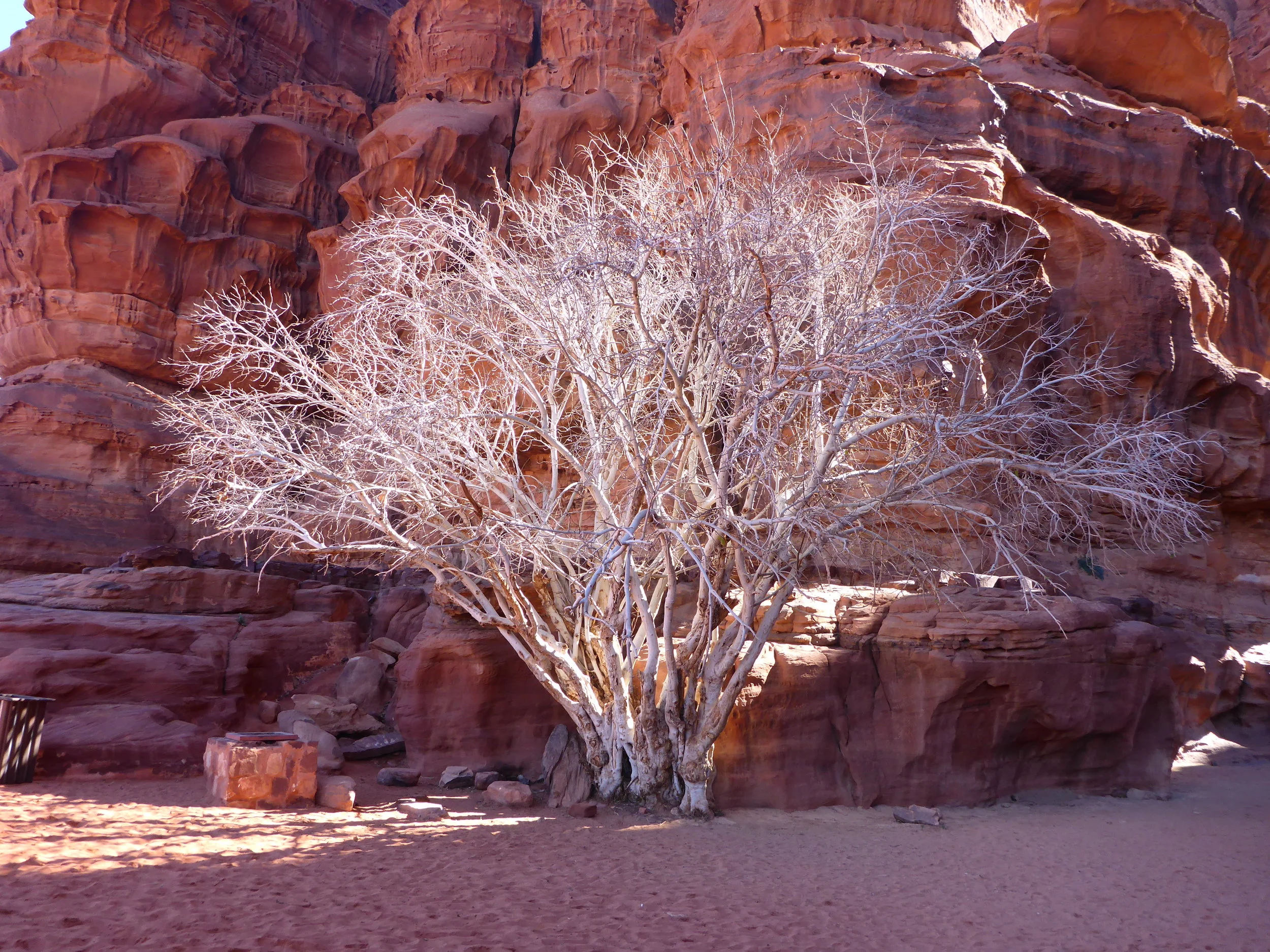 White fig tree at Wadi Rum 